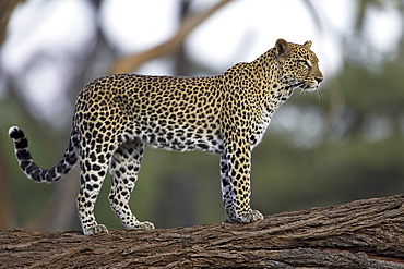 Leopard (Panthera pardus) standing on log, Samburu Game Reserve, Kenya, East Africa, Africa