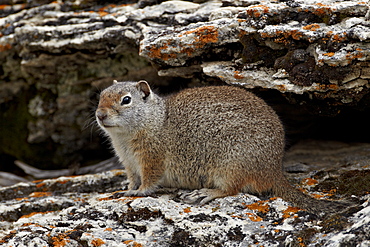 Uinta ground squirrel (Urocitellus armatus), Yellowstone National Park, Wyoming, United States of America, North America