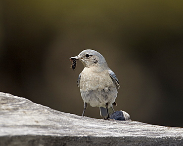 Female mountain bluebird (Sialia currucoides) with a caterpillar, Yellowstone National Park, Wyoming, United States of America, North America