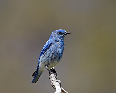 Male mountain bluebird (Sialia currucoides), Yellowstone National Park, Wyoming, United States of America, North America