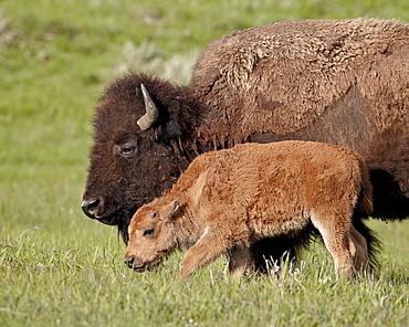 Bison (Bison bison) cow and calf, Yellowstone National Park, Wyoming, United States of America, North America