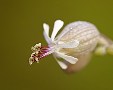 Bladder campion (Silene vulgaris), Waterton Lakes National Park, Alberta, Canada, North America