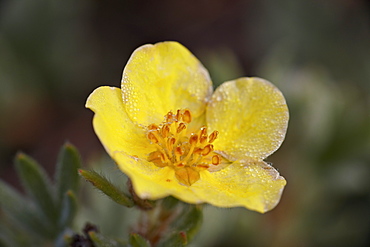 Shrubby cinquefoil (Potentilla fruticosa), Waterton Lakes National Park, Alberta, Canada, North America