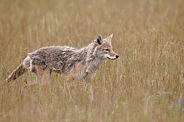 Coyote (Canis latrans), Waterton Lakes National Park, Alberta, Canada, North America