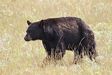 Black bear (Ursus americanus), Waterton Lakes National Park, Alberta, Canada, North America