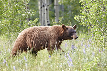 Cinnamon black bear (Ursus americanus) cub, Waterton Lakes National Park, Alberta, Canada, North America