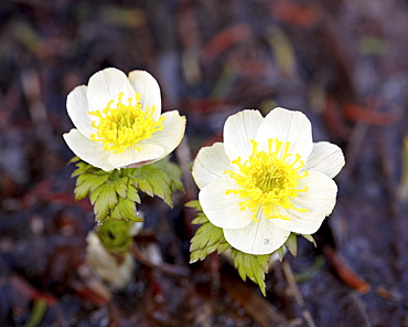 Western pasqueflower (Anemone occidentalis), Glacier National Park, Montana, United States of America, North America