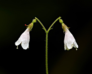 Twinflower (Linnaea borealis), Idaho Panhandle National Forests, Idaho, United States of America, North America