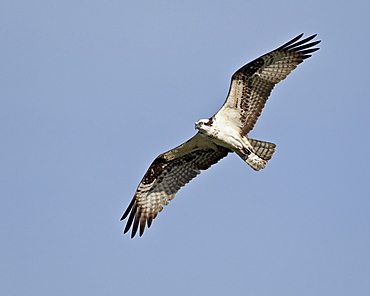 Osprey (Pandion haliaetus) in flight, Lemhi County, Idaho, United States of America, North America