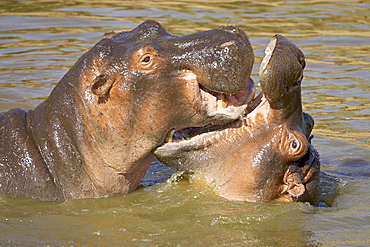 Hippopotamus (Hippopotamus amphibius) sparring, Masai Mara National Reserve, Kenya, East Africa, Africa