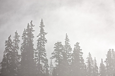 Evergreens surrounded by fog, Jasper National Park, UNESCO World Heritage Site, Alberta, Canada, North America