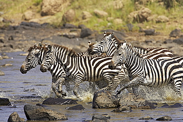 Common zebra or Burchell's zebra (Equus burchelli) crossing the Mara River, Masai Mara National Reserve, Kenya, East Africa, Africa