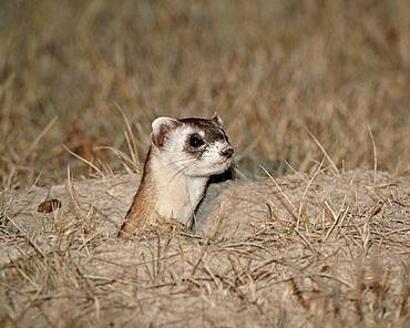 Black-footed ferret (American polecat) (Mustela nigripes), Buffalo Gap National Grassland, Conata Basin, South Dakota, United States of America, North America