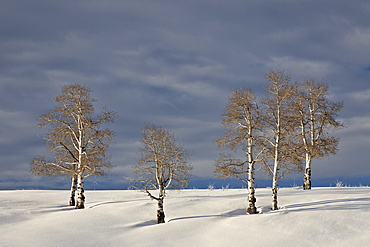 Aspen trees on a snow-covered hillside, San Miguel County, Colorado, United States of America, North America