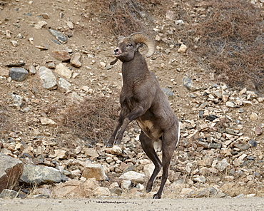 Bighorn sheep (Ovis canadensis) ram about to start a head butt durng the rut, Clear Creek County, Colorado, United States of America, North America