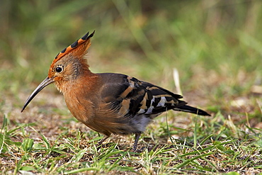 African hoopoe (Upupa africana), Pilanesberg National Park, South Africa, Africa