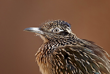 Greater roadrunner (Geococcyx californianus) in captivity, Living Desert Zoo And Gardens State Park, New Mexico, United States of America, North America