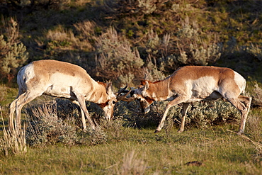 Two Pronghorn (Antilocapra americana) bucks sparring, Yellowstone National Park, Wyoming, United States of America, North America