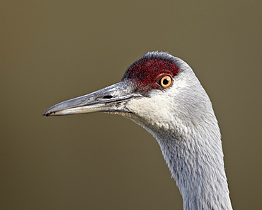 Sandhill crane (Grus canadensis), Yellowstone National Park, Wyoming, United States of America, North America