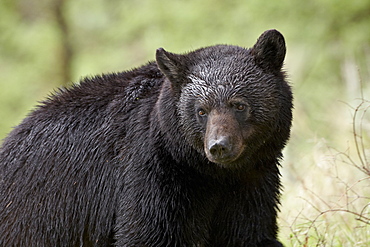 Black bear (Ursus americanus), Yellowstone National Park, Wyoming, United States of America, North America