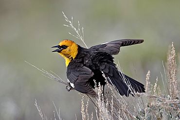 Male yellow-headed blackbird (Xanthocephalus xanthocephalus) dislaying, Yellowstone National Park, Wyoming, United States of America, North America