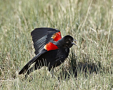 Male red-winged blackbird (Agelaius phoeniceus) displaying, Pawnee National Grassland, Colorado, United States of America, North America