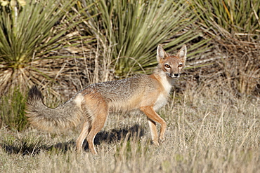 Swift fox (Vulpes velox) vixen heading out to hunt, Pawnee National Grassland, Colorado, United States of America, North America