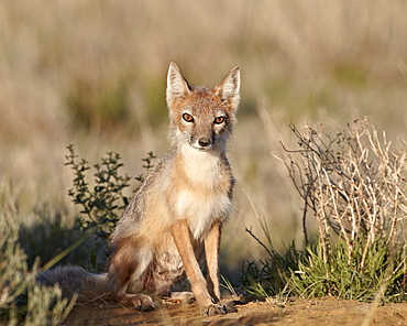 Swift fox (Vulpes velox) vixen at her den, Pawnee National Grassland, Colorado, United States of America, North America