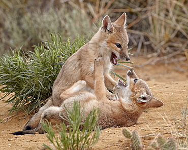 Swift fox (Vulpes velox) kits playing, Pawnee National Grassland, Colorado, United States of America, North America