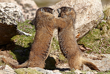 Two yellow-bellied marmot (yellowbelly marmot) (Marmota flaviventris) sparring, Mount Evans, Arapaho-Roosevelt National Forest, Colorado, United States of America, North America