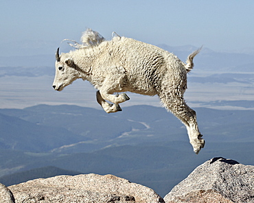 Mountain goat (Oreamnos americanus) yearling jumping, Mount Evans, Arapaho-Roosevelt National Forest, Colorado, United States of America, North America