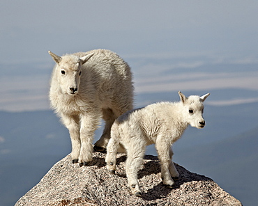 Mountain goat (Oreamnos americanus) kids, Mount Evans, Arapaho-Roosevelt National Forest, Colorado, United States of America, North America