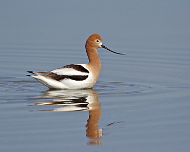 American avocet (Recurvirostra americana), Yellowstone National Park, Wyoming, United States of America, North America