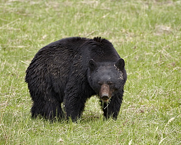 Black bear (Ursus americanus) eating, Yellowstone National Park, Wyoming, United States of America, North America