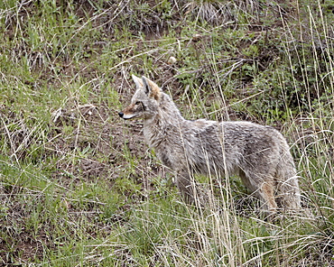 Coyote (Canis latrans), Yellowstone National Park, Wyoming, United States of America, North America