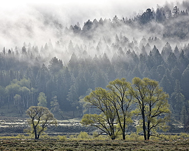 Fog mingling with evergreen trees with some cottonwoods, Yellowstone National Park, UNESCO World Heritage Site, Wyoming, United States of America, North America