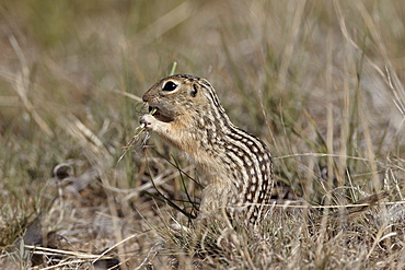 Thirteen-lined ground squirrel (Citellus tridecemlineatus) feeding, Pawnee National Grassland, Colorado, United States of America, North America