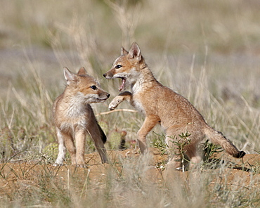 Swift fox (Vulpes velox) kits playing, Pawnee National Grassland, Colorado, United States of America, North America