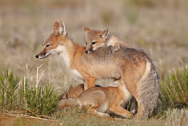 Swift fox (Vulpes velox) vixen nursing three kits, Pawnee National Grassland, Colorado, United States of America, North America