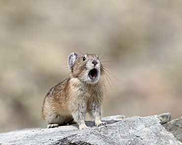 American pika (Ochotona princeps) calling, San Juan National Forest, Colorado, United States of America, North America