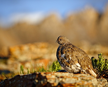 White-tailed ptarmigan (Lagopus leucurus) in summer plumage, San Juan National Forest, Colorado, United States of America, North America