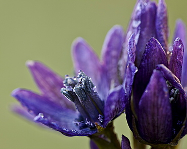 Star gentian (felwort) (Swertia perennis), San Juan National Forest, Colorado, United States of America, North America