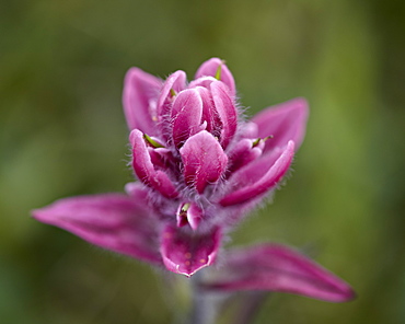 Rosy paintbrush (split-leaf Indian paintbrush) (splitleaf Indian paintbrush) (Castilleja rhexifolia), San Juan National Forest, Colorado, United States of America, North America