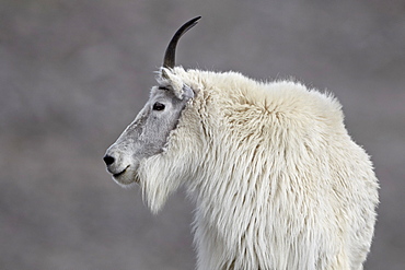 Mountain goat (Oreamnos americanus), Mount Evans, Arapaho-Roosevelt National Forest, Colorado, United States of America, North America