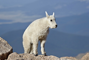 Mountain goat (Oreamnos americanus) kid, Mount Evans, Arapaho-Roosevelt National Forest, Colorado, United States of America, North America