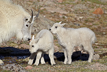 Mountain goat (Oreamnos americanus) nanny and kids, Mount Evans, Arapaho-Roosevelt National Forest, Colorado, United States of America, North America