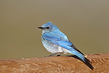 Male mountain bluebird (Sialia currucoides), Mount Evans, Arapaho-Roosevelt National Forest, Colorado, United States of America, North America