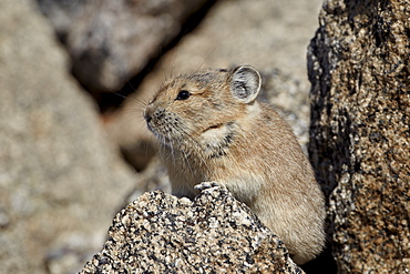 American pika (Ochotona princeps), Mount Evans, Arapaho-Roosevelt National Forest, Colorado, United States of America, North America