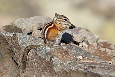 Colorado chipmunk (Eutamias quadrivittatus) eating, San Juan National Forest, Colorado, United States of America, North America