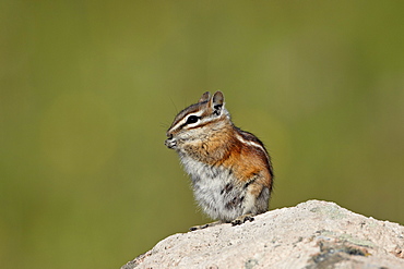 Colorado chipmunk (Eutamias quadrivittatus) eating, San Juan National Forest, Colorado, United States of America, North America